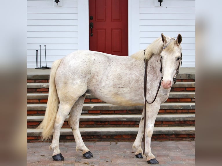 Galés-D Caballo castrado 9 años 137 cm Alazán rojizo in Highland MI