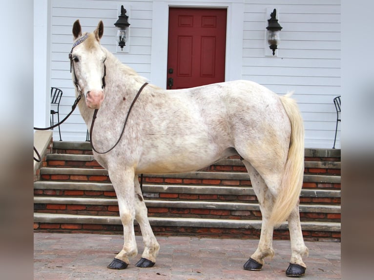 Galés-D Caballo castrado 9 años 137 cm Alazán rojizo in Highland MI