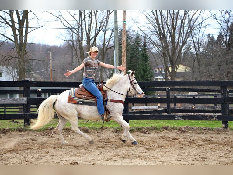 Galés-D Caballo castrado 9 años 137 cm Alazán rojizo in Highland MI