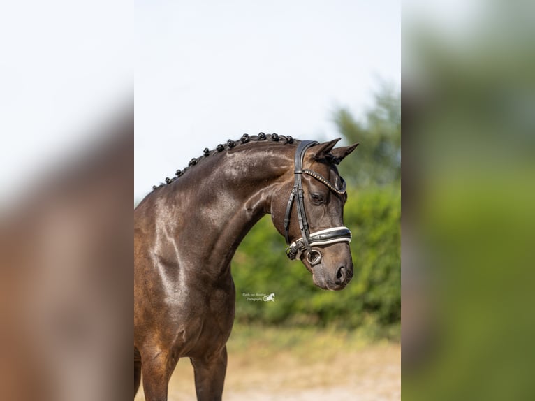 Galés-D Caballo castrado 9 años 143 cm Castaño oscuro in Oirschot