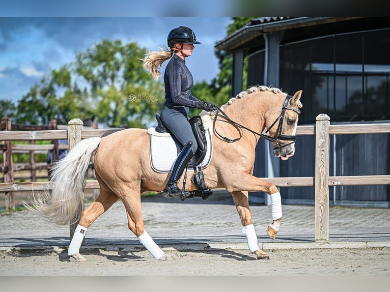 Galés-D Caballo castrado 9 años 145 cm Palomino in Hilvarenbeek