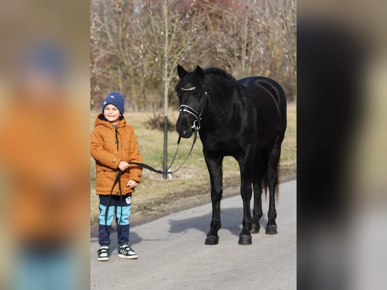 Galés-D Caballo castrado 9 años 147 cm Negro in Oberwaltersdorf