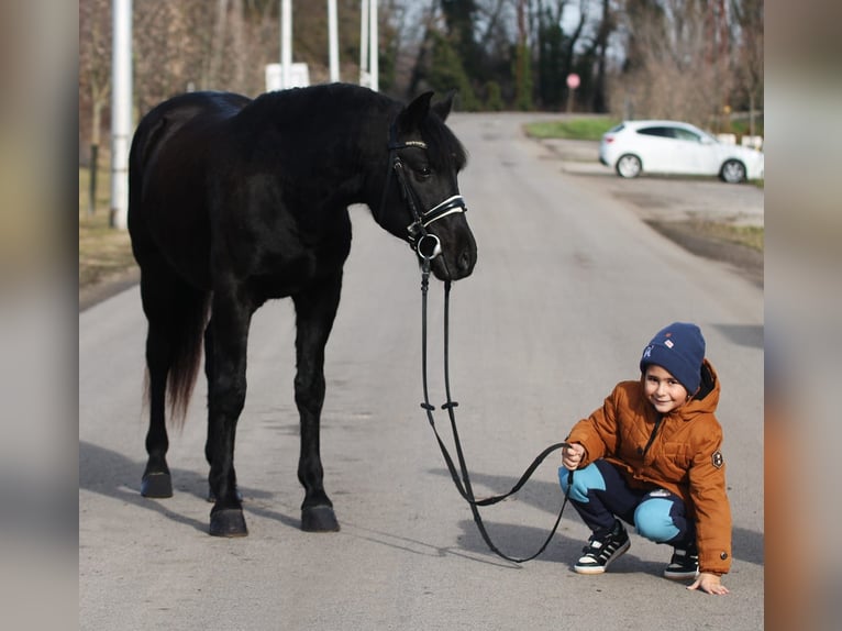 Galés-D Caballo castrado 9 años 147 cm Negro in Oberwaltersdorf