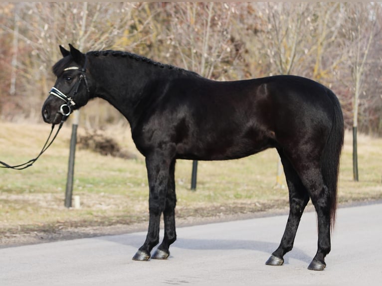 Galés-D Caballo castrado 9 años 147 cm Negro in Oberwaltersdorf