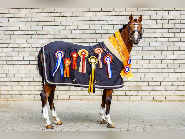 Galés-D Caballo castrado 9 años 148 cm Castaño in Oirsbeek