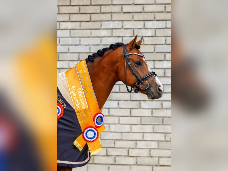 Galés-D Caballo castrado 9 años 148 cm Castaño in Oirsbeek