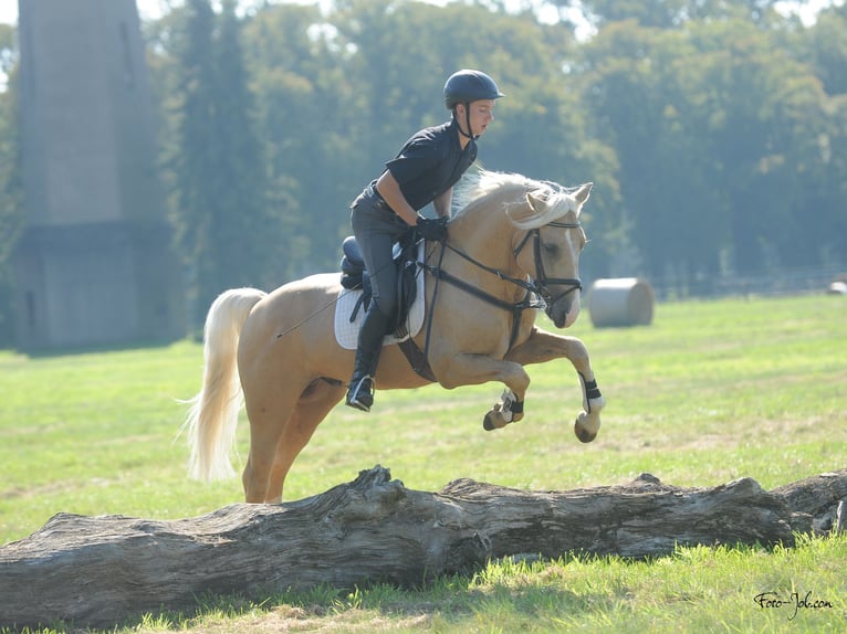 Galés-D Caballo castrado 9 años 150 cm Palomino in Eitorf