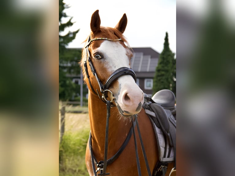 Galés-D Mestizo Caballo castrado 9 años 155 cm Alazán in Mülheim an der Ruhr
