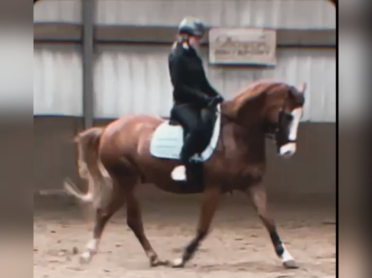 Galés-D Mestizo Caballo castrado 9 años 155 cm Alazán in Mülheim an der Ruhr