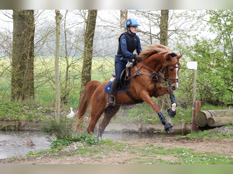 Galés-D Semental 15 años 148 cm Alazán in Schoonrewoerd