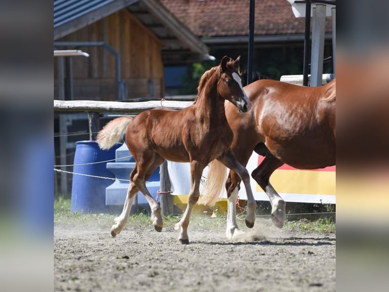 Galés-D Semental 1 año 150 cm Alazán in Bad Vöslau