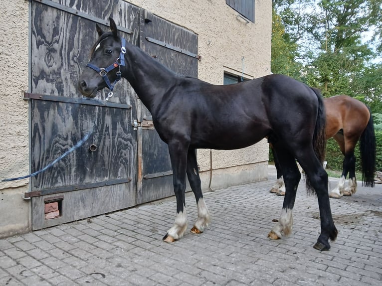Galés-D Semental 1 año Negro in Mertendorf