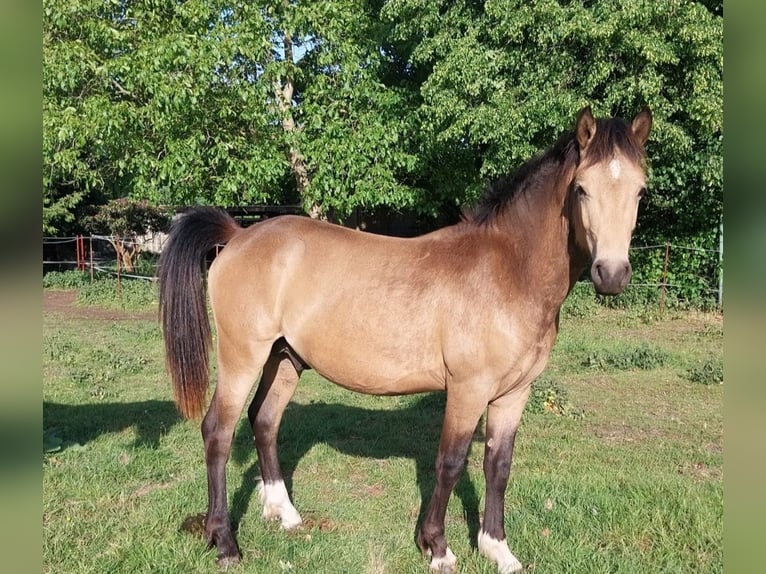 Galés-D Mestizo Semental 2 años 145 cm Buckskin/Bayo in Barenburg