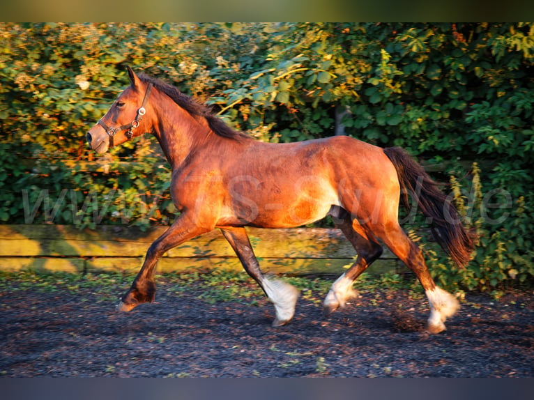Galés-D Semental 2 años 150 cm Castaño in Meerbusch