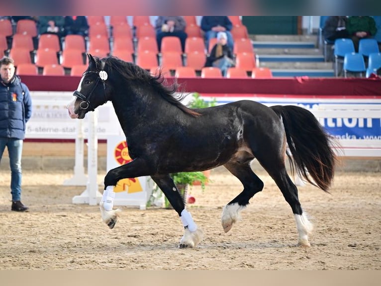 Galés-D Semental 4 años 147 cm Castaño oscuro in Wustermark