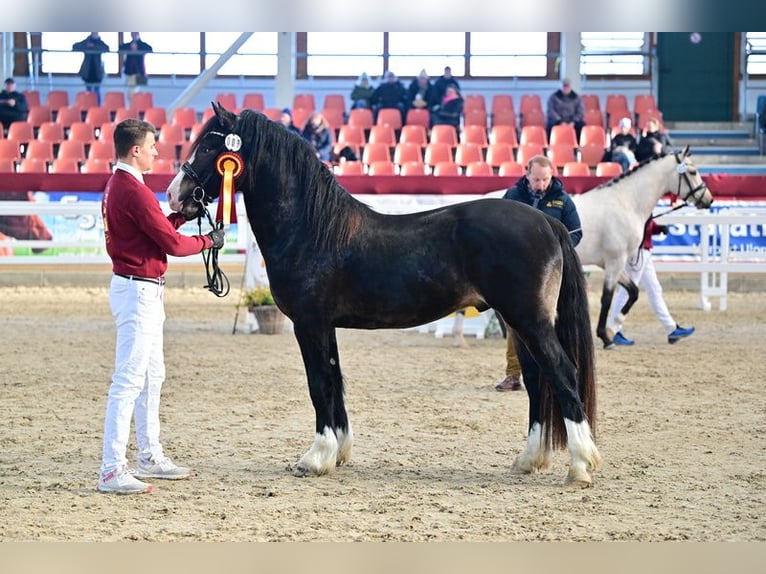 Galés-D Semental 4 años 147 cm Castaño oscuro in Wustermark