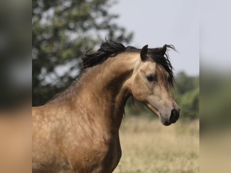 Galés-D Semental 4 años 152 cm Buckskin/Bayo in Ringsted