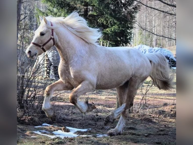 Galés-D Semental 4 años 153 cm Palomino in Rezekne