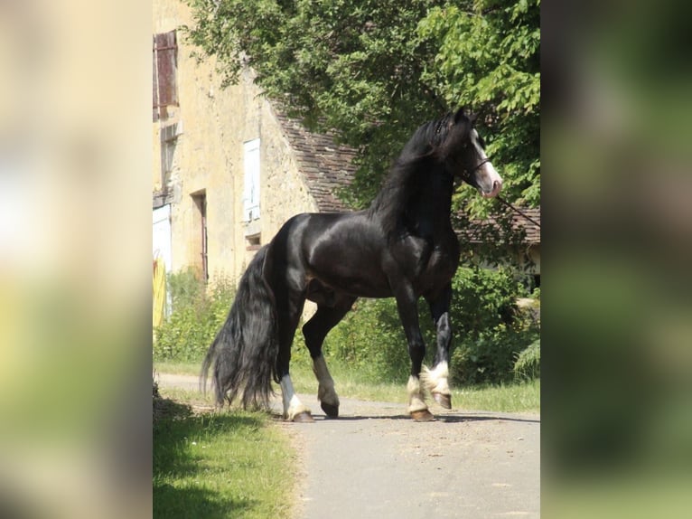 Galés-D Semental 6 años 162 cm Negro in Le Cannet