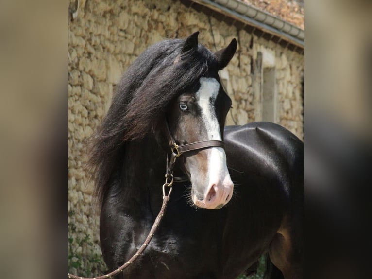 Galés-D Semental 6 años 162 cm Negro in Le Cannet