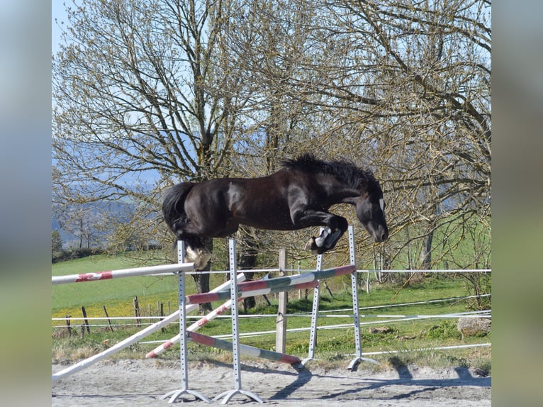 Galés-D Semental 8 años 147 cm Negro in Saint-just-en-chevalet