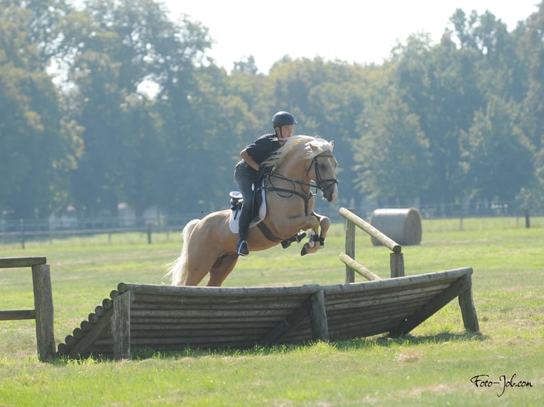 Galés-D Semental 8 años 150 cm Palomino in Stahnsdorf