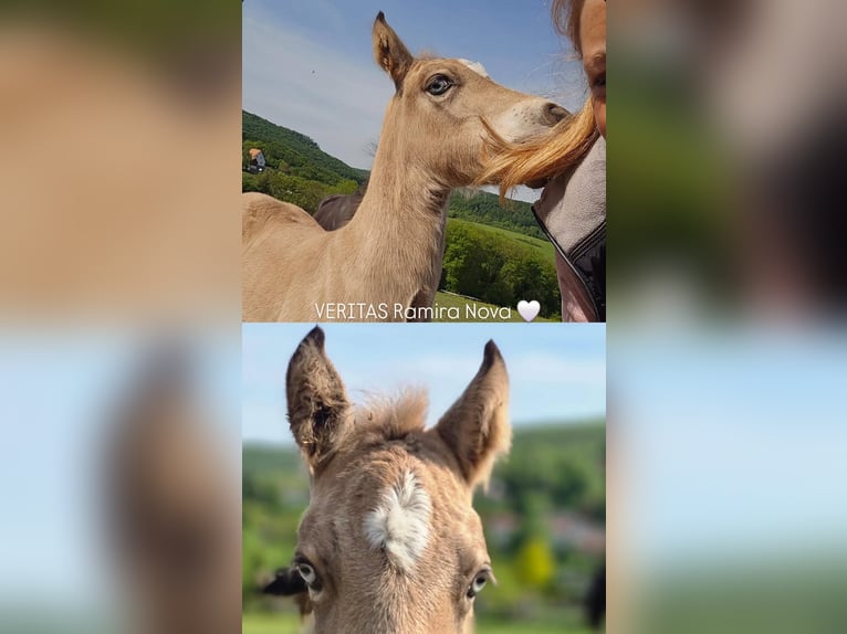 Galés-D Semental Potro (04/2026) Buckskin/Bayo in Meinhard