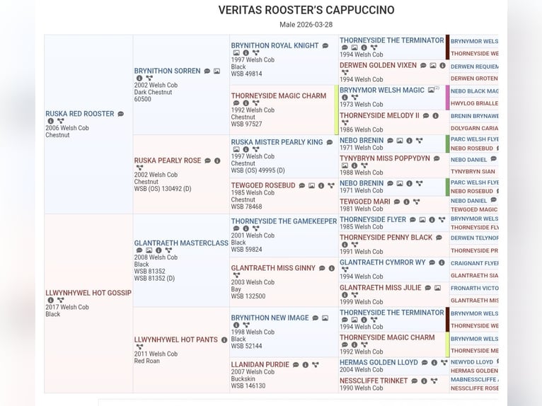 Galés-D Semental Potro (03/2026) Castaño in Meinhard