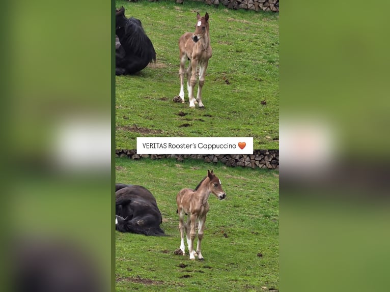 Galés-D Semental Potro (03/2026) Castaño in Meinhard