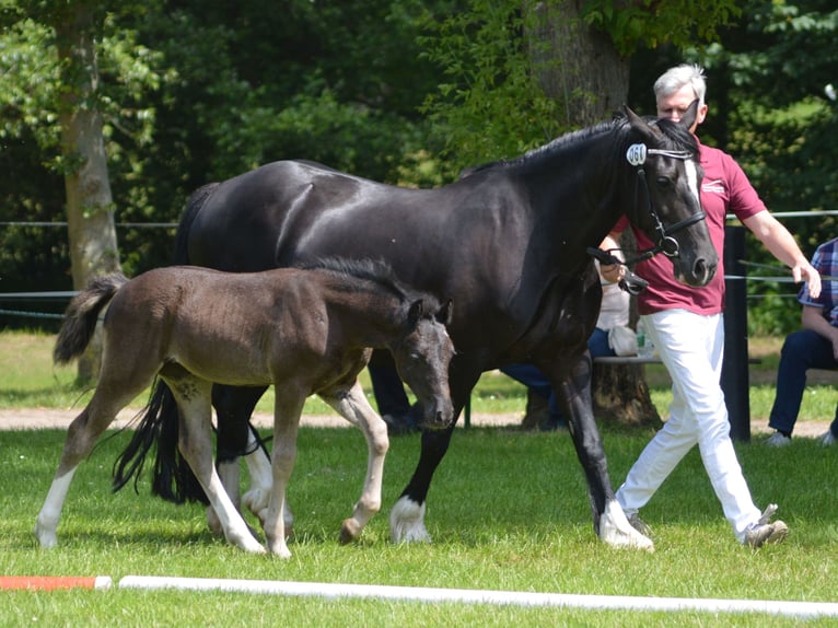 Galés-D Yegua 10 años 149 cm Morcillo in Fockendorf