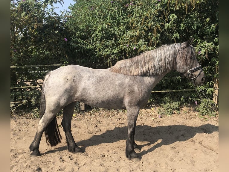 Galés-D Mestizo Yegua 10 años 152 cm Ruano azulado in Oberhausen