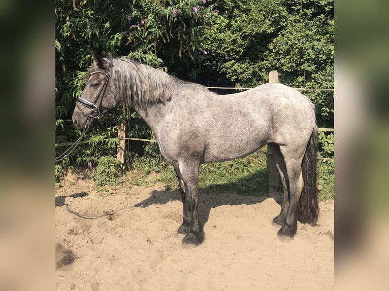 Galés-D Mestizo Yegua 10 años 152 cm Ruano azulado in Oberhausen