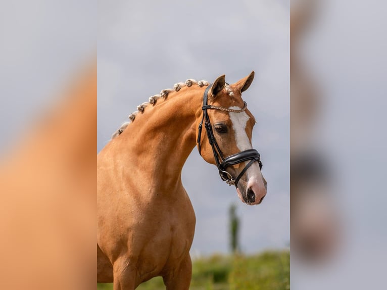 Galés-D Yegua 11 años 148 cm Palomino in Uelsen