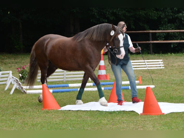 Galés-D Yegua 13 años 148 cm Alazán-tostado in SiegenSiegen
