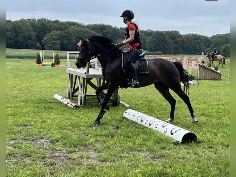 Galés-D Mestizo Yegua 17 años 148 cm Castaño oscuro in Bronnegerveen