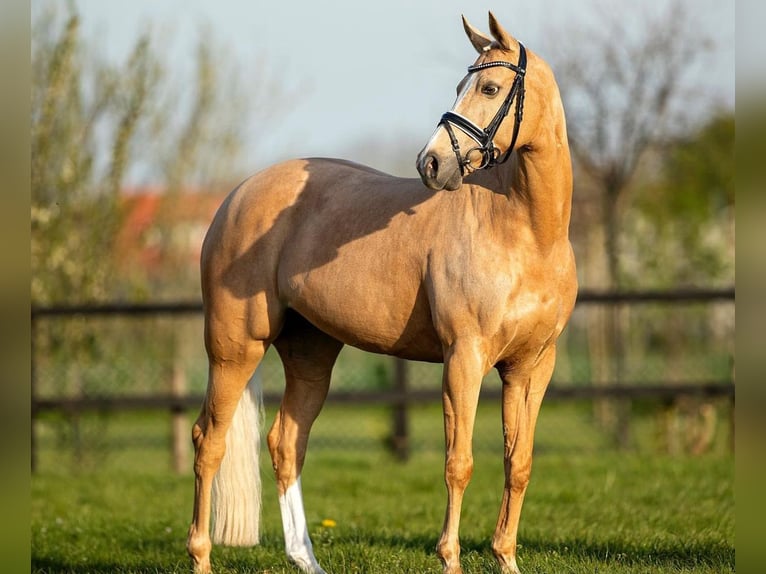 Galés-D Yegua 17 años 148 cm Palomino in Huissen