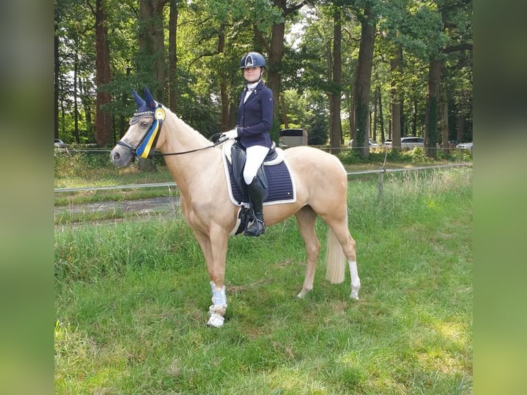 Galés-D Yegua 17 años 148 cm Palomino in Huissen