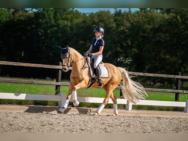 Galés-D Yegua 17 años 148 cm Palomino in Huissen