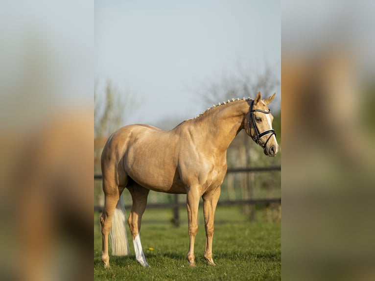 Galés-D Yegua 17 años 148 cm Palomino in Huissen