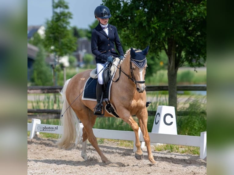 Galés-D Yegua 17 años 148 cm Palomino in Huissen