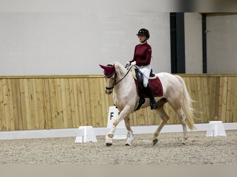 Galés-D Yegua 17 años 148 cm Palomino in Huissen