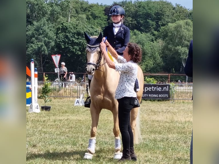 Galés-D Yegua 17 años 148 cm Palomino in Huissen