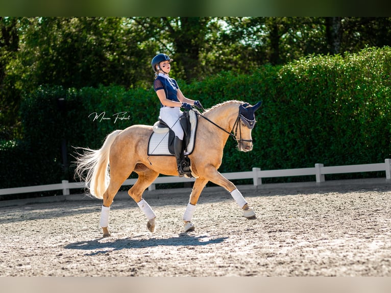 Galés-D Yegua 17 años 148 cm Palomino in Huissen