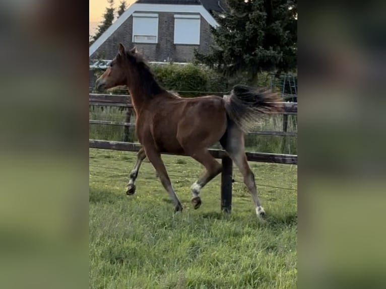 Galés-D Yegua 1 año 145 cm Castaño oscuro in Nieuwe Tonge