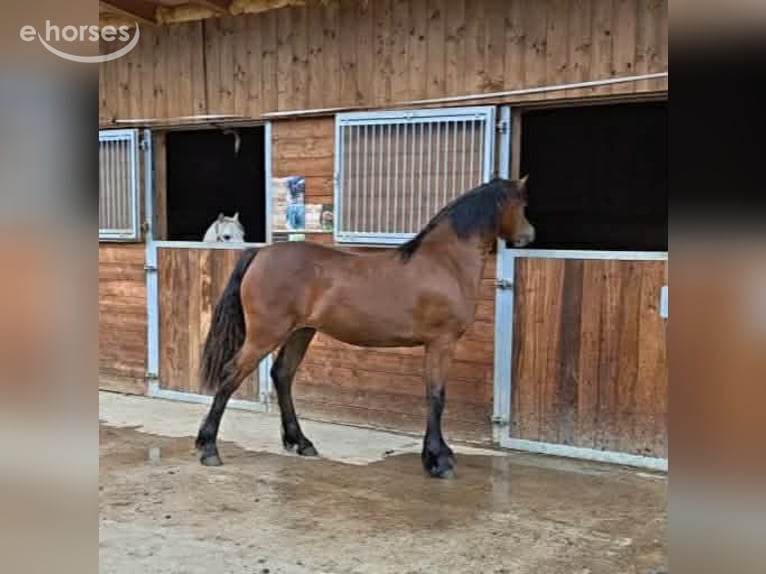 Galés-D Yegua 1 año 151 cm Castaño oscuro in Alpbach