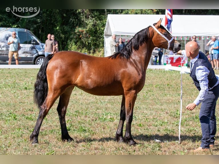 Galés-D Yegua 1 año 151 cm Castaño oscuro in Alpbach