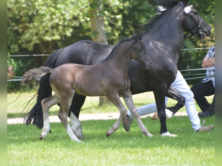 Galés-D Yegua 1 año Negro in Fockendorf