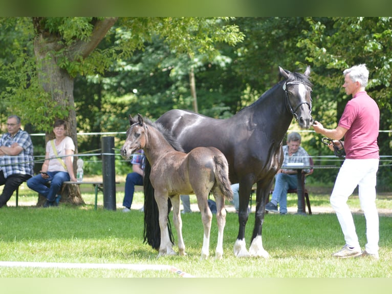 Galés-D Yegua 1 año Negro in Fockendorf