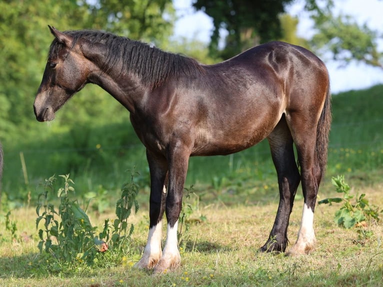 Galés-D Yegua 2 años 152 cm Castaño oscuro in Fürth