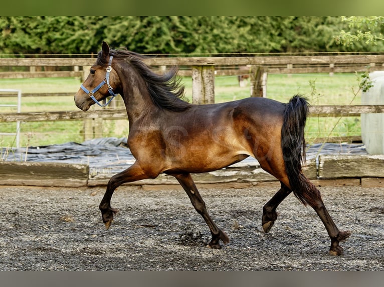 Galés-D Yegua 2 años 155 cm Castaño oscuro in Meerbusch